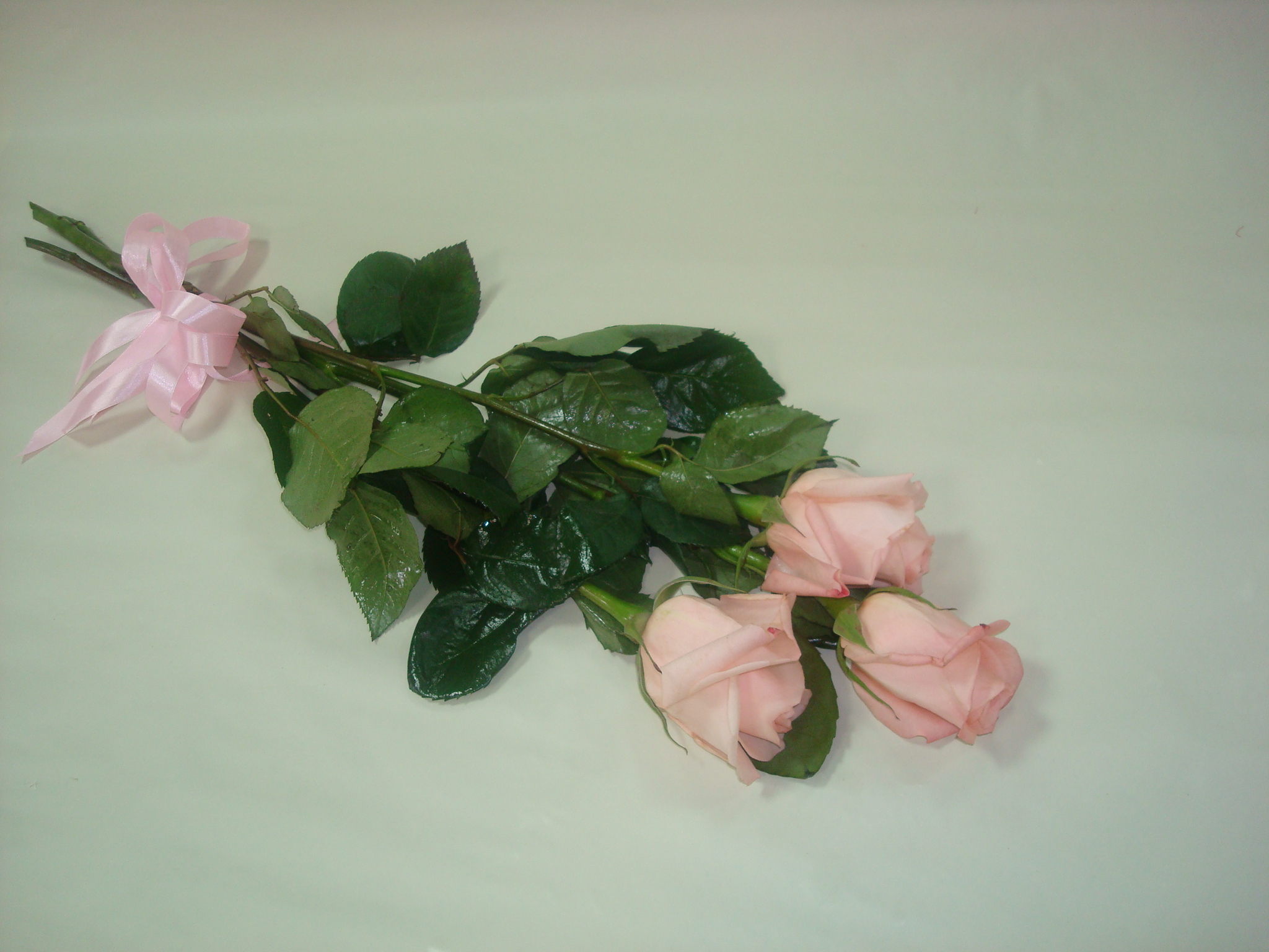 розы без упаковки с лентой фото